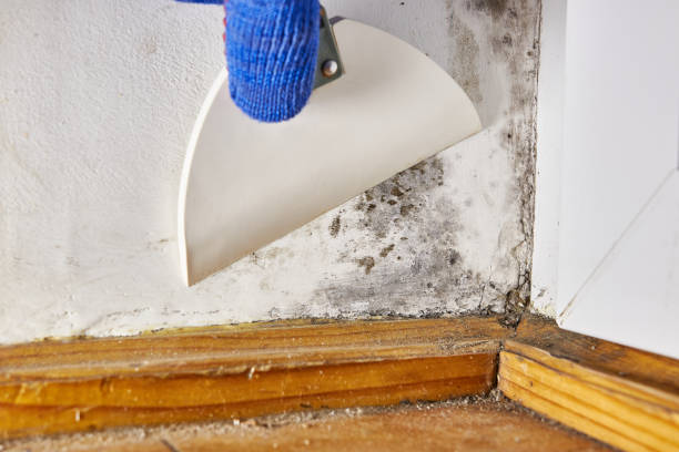 Best Post-Remediation Verification Testing  in Haverhill, FL